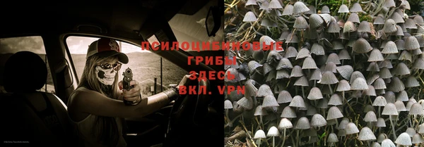шишки Белокуриха